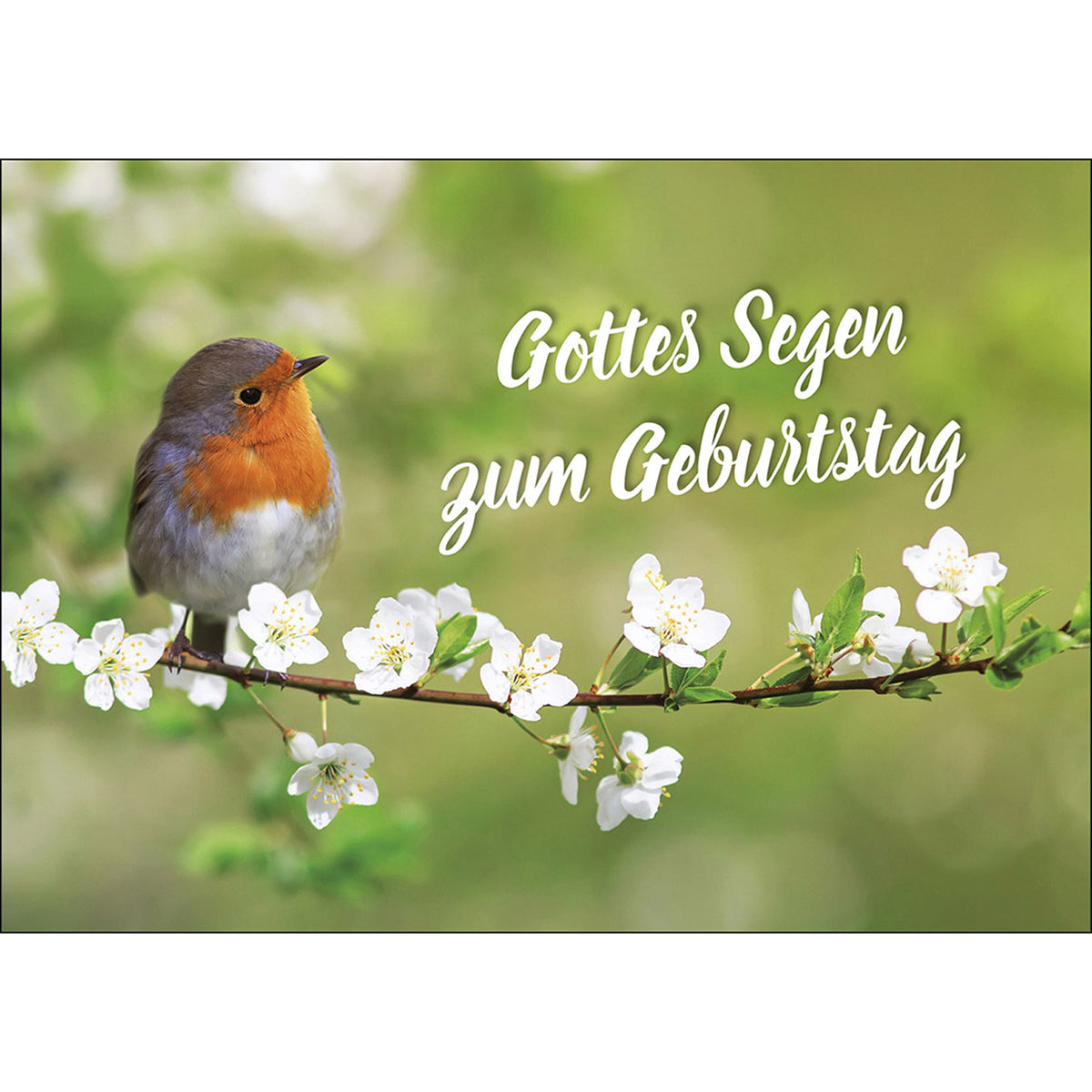 Gottes Segen zum Geburtstag (4 Postkarten Geburtstag)